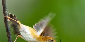 Por Alice Gomes – A Natureza