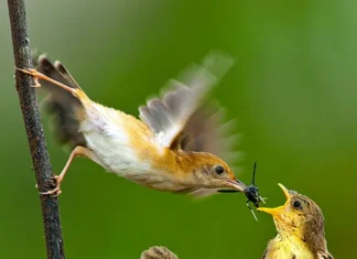 Por Alice Gomes – A Natureza