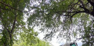 PONTE DE MADEIRA DESABA NA REGIÃO DA FAZENDA CONCEIÇÃO E EXPÕE RISCO EM ESTRADAS RURAIS DE CORRENTINA