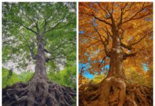 Por Antonio Rocha –