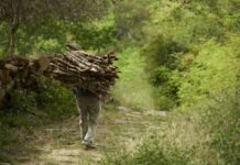 POR ANTONIO ROCHA – GREGÓRIO DO MATO